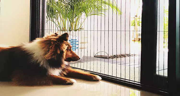 Sliding Screen Pet Door Repair in Clearwater, FL