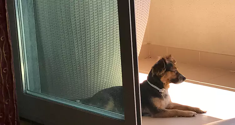 French Door Pet Screen Repair in Clearwater, FL